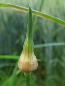 Allium vineale